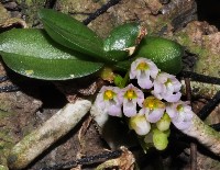 Schoenorchis phitamii 