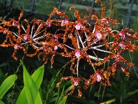 Schomburgkia thomsoniana