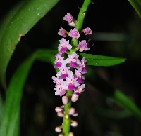 Smitinandia micrantha 