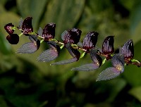 Stelis purpurea
