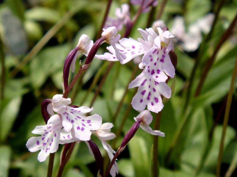 Amitostigma_lepidum_TakNat_cd