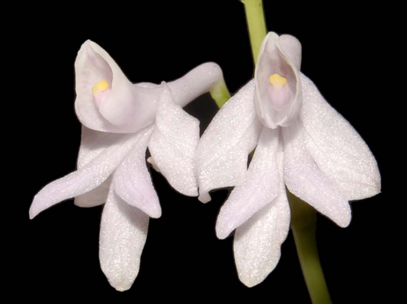 Anthogonium_gracile_WS_cd
