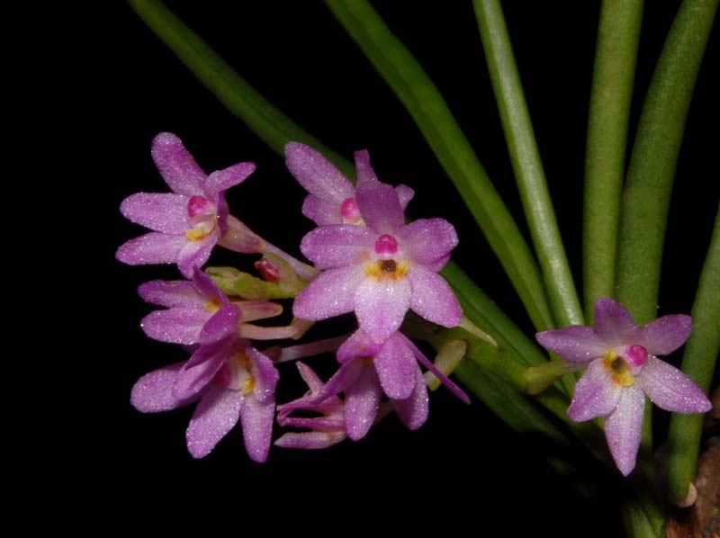 Ascocentrum_pumilum_ws_cd