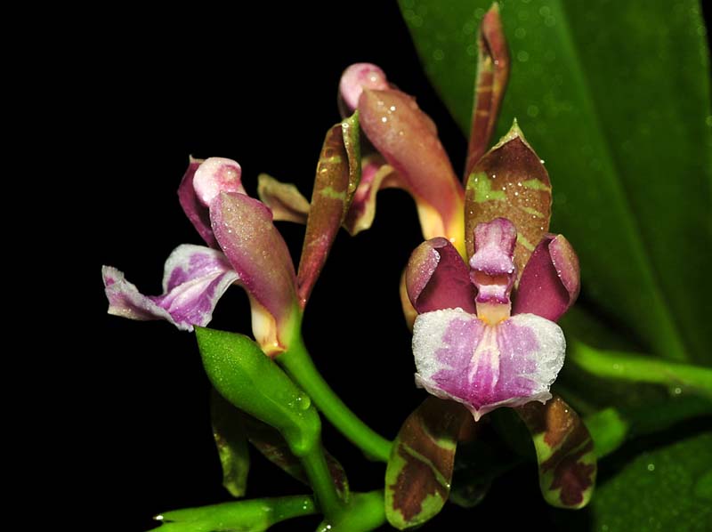 Aspasia_epidendroides_IP_cd