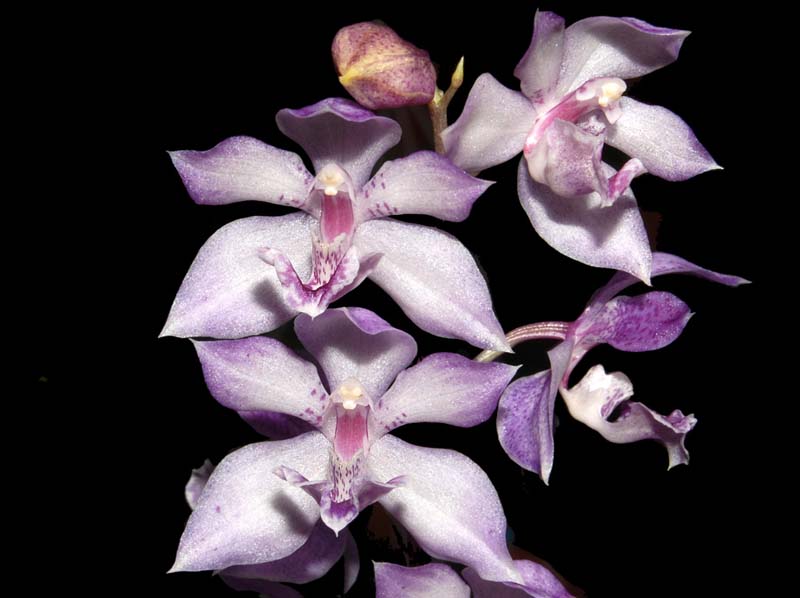 acacallis cyanea x otostylis brachystalix2_ws_cd