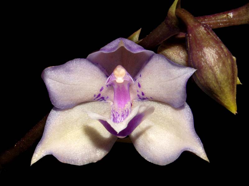 acacallis cyanea x otostylis brachystalix_ws_cd