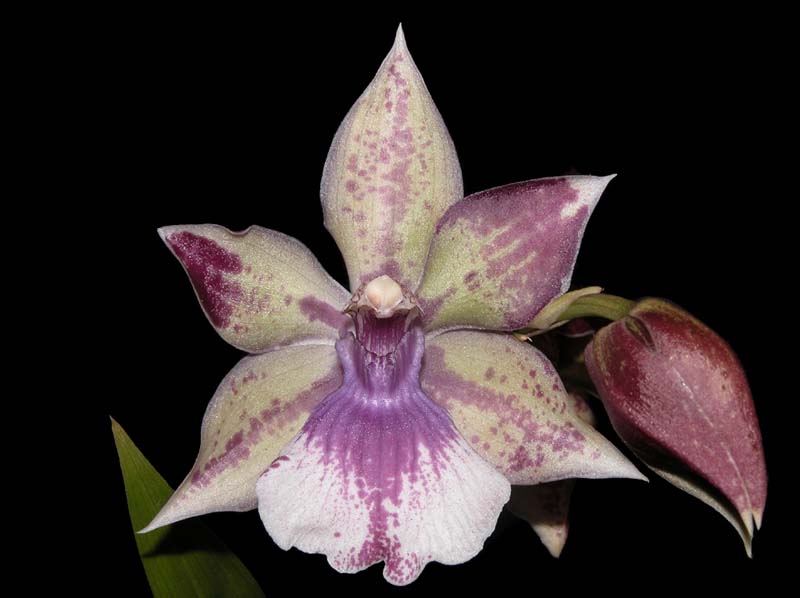 acacallis_cyanae x zygocolax_bärbelhöhn_ws_cd
