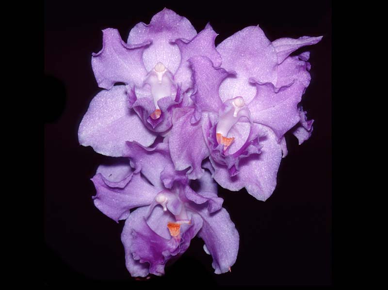 acacallis_hoehnei_ms_cd