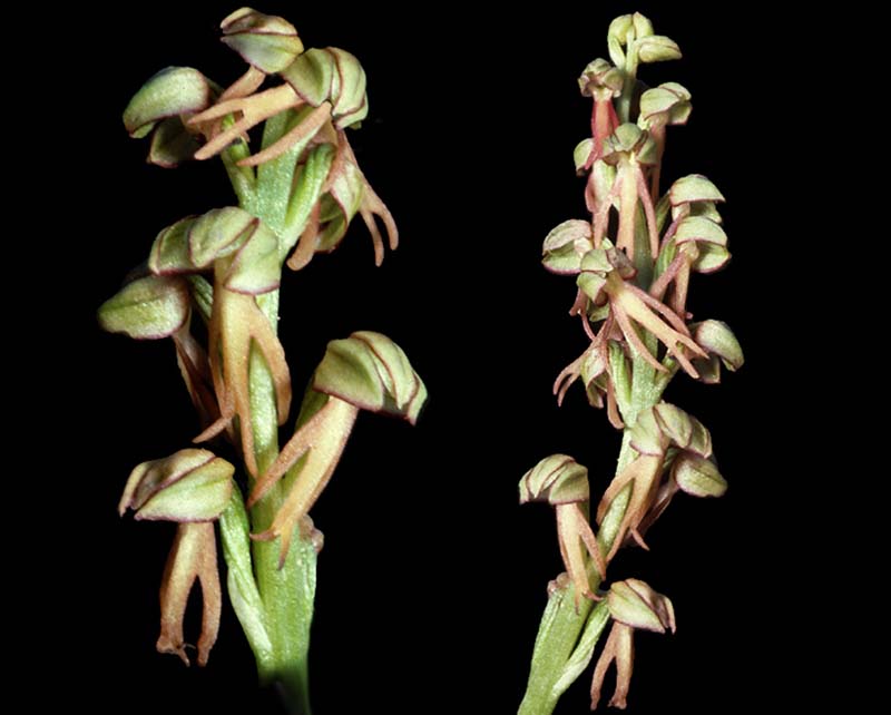 aceras_anthropophora_cd