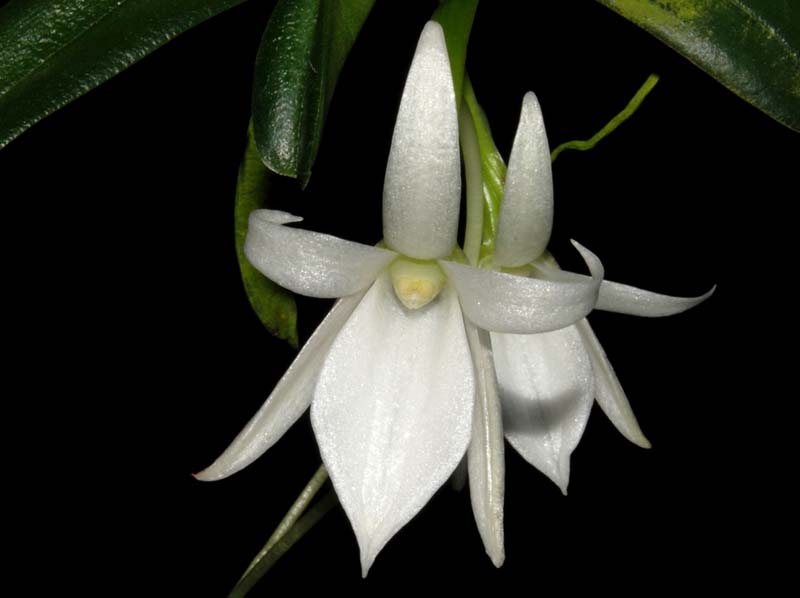 angraecum_equitans2_ws_cd