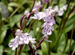 Amitostigma_lepidum_TakNat_cd