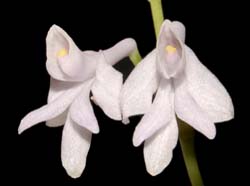 Anthogonium_gracile_WS_cd