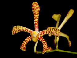 Arachnis_flos-aeris_IP_cd