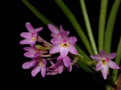 Ascocentrum_pumilum_ws_cd