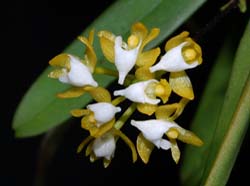 Ascochilus_emariginatus_MG_cd