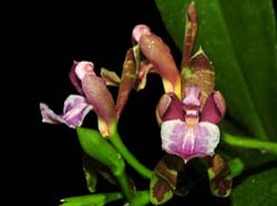 Aspasia_epidendroides_IP_cd