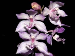 acacallis cyanea x otostylis brachystalix2_ws_cd