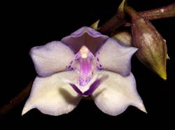 acacallis cyanea x otostylis brachystalix_ws_cd