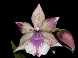 acacallis_cyanae x zygocolax_bärbelhöhn_ws_cd