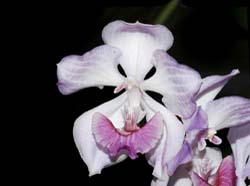 acacallis_cyanea2_cd