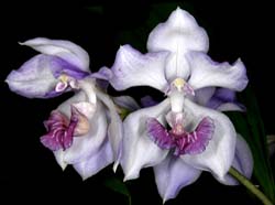 acacallis_cyanea3_cd