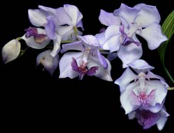 acacallis_cyanea_cd