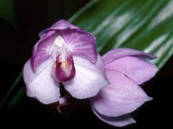acacallis_fimbriata_cd