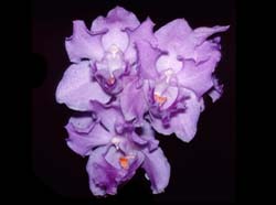 acacallis_hoehnei_ms_cd