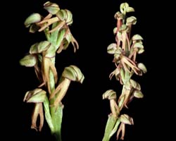 aceras_anthropophora_cd
