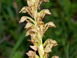 aceras_anthropophora_ip_cd