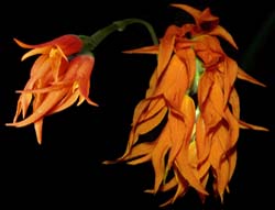 ada_aurantiaca_cd