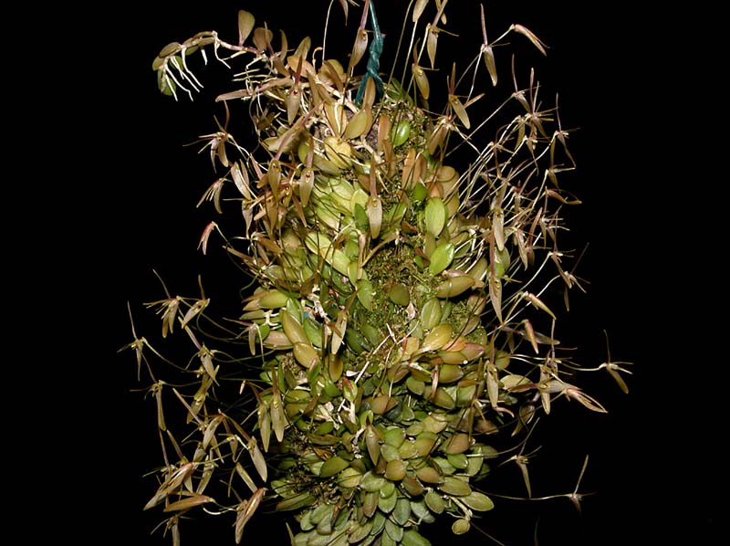 Barbosella_cogniauxiana_WS_cd