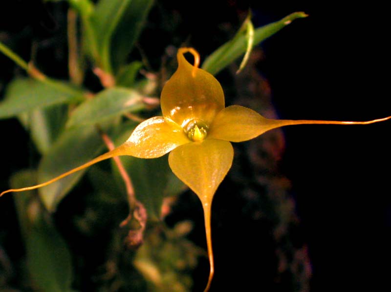 Brachionidium kuhniarum_EG