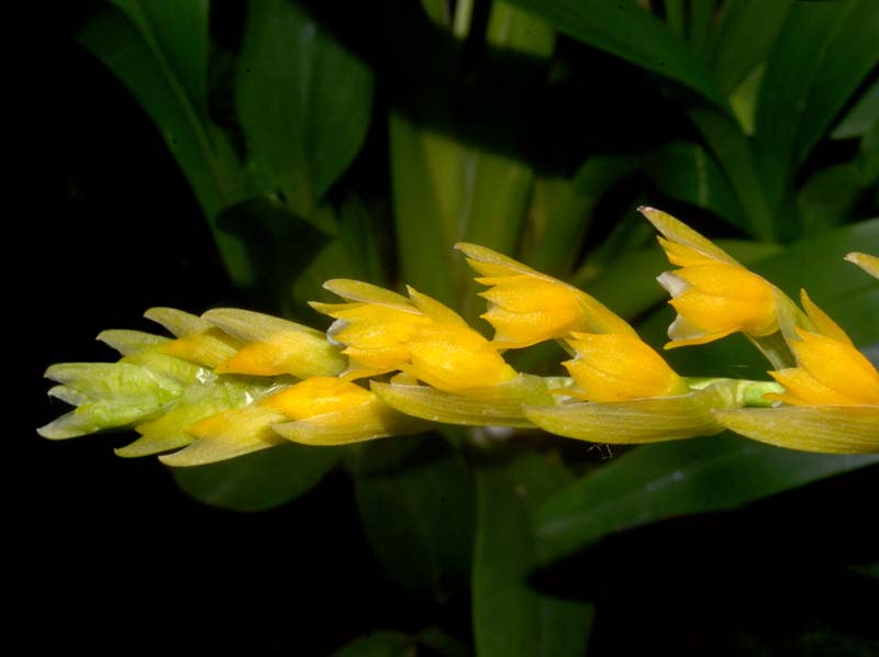 Brachtia_andina2_ws_cd