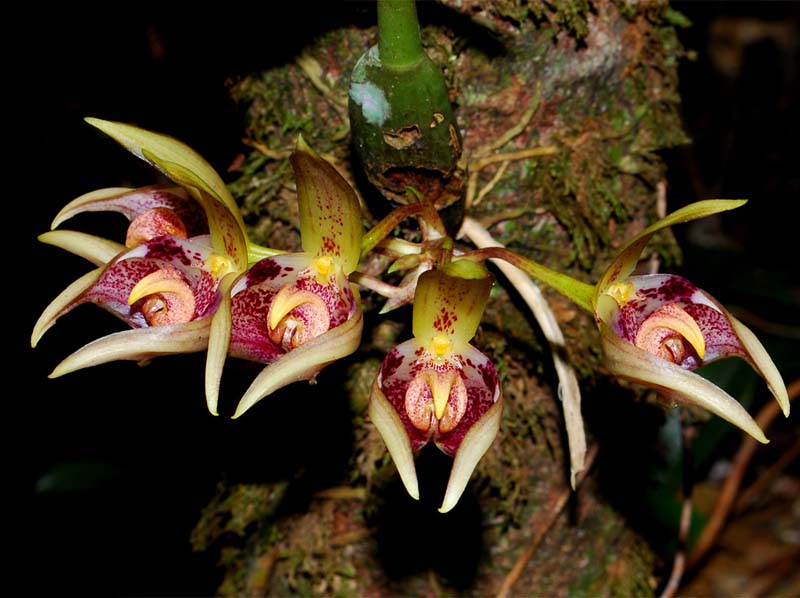 Bulbophyllum_aeolium_MG_cd