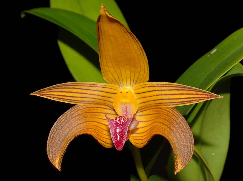 Bulbophyllum_claptonense_WS_cd