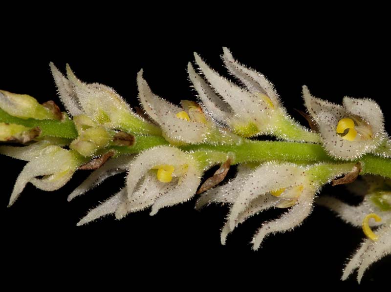 Bulbophyllum_hirtum_ws_cd