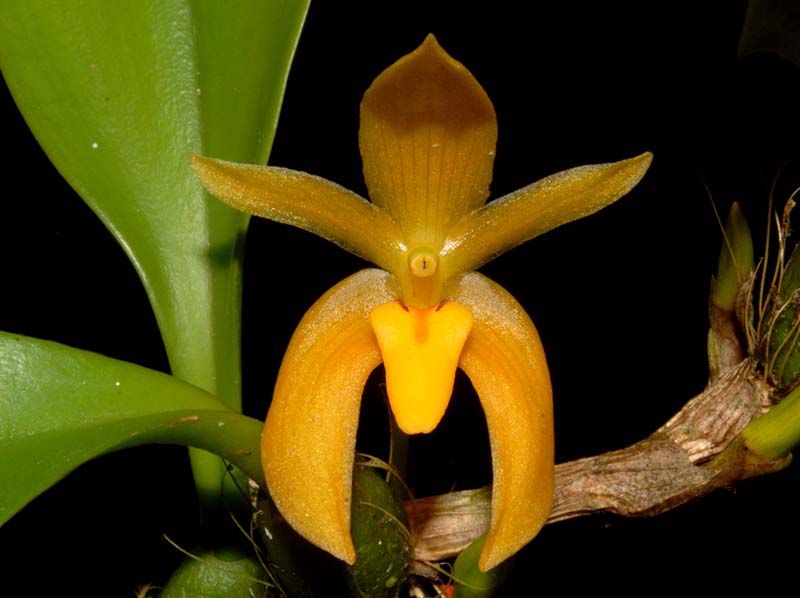 Bulbophyllum_pileatum2_ws_cd