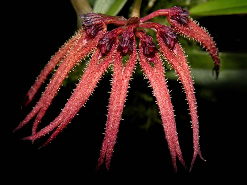 Bulbophyllum_sphaericum_ws_cd