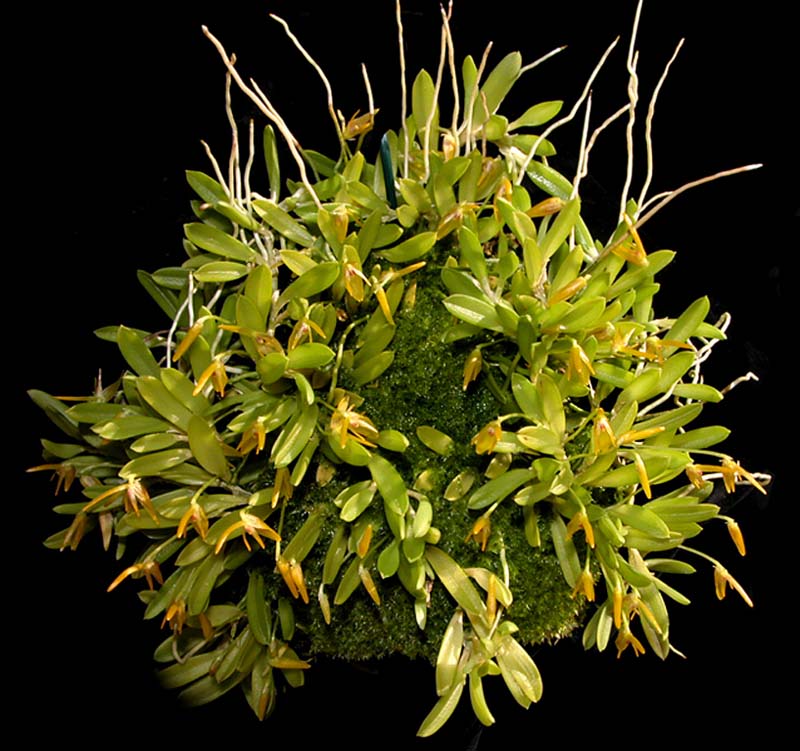 barbosella_cogniauxiana2_WS_cd