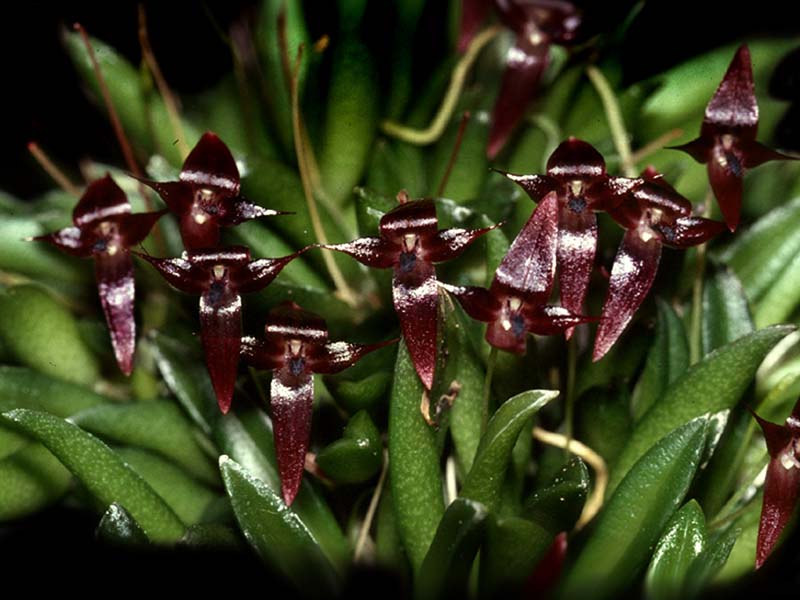 bulbophyllum_macphersonii_cd