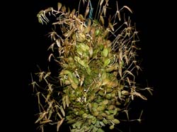 Barbosella_cogniauxiana_WS_cd