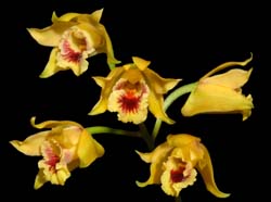 Bifrenaria_stefanae_ws_cd