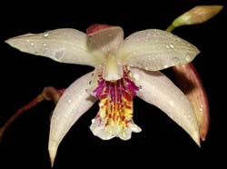 Bletilla Brigantes_IP_cd