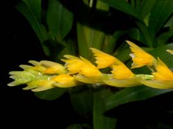 Brachtia_andina2_ws_cd