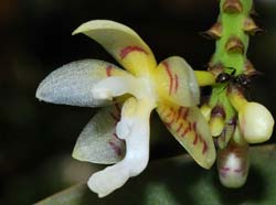 Brachypeza_indusiata_MG_cd