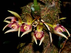 Bulbophyllum_aeolium_MG_cd