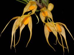 Bulbophyllum_ankylochele_ws_cd