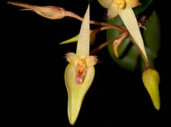 Bulbophyllum_blephariste_ws_cd
