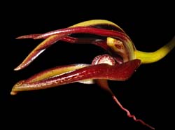 Bulbophyllum_cheiri_WS_cd